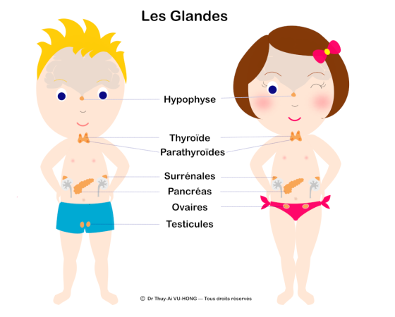 Les glandes